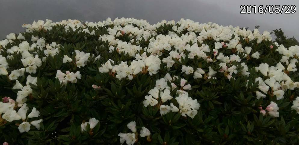 合歡山的白色玉山杜鵑 white Rhododendron pseudochrysanthum of Hehuan Mountain